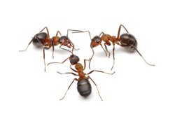 Myrer