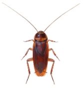 Amerikansk kakerlak